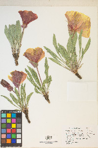 Oenothera howardii image