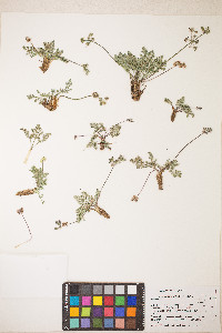 Lomatium nevadense var. nevadense image