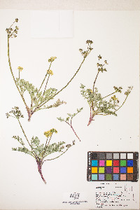 Lomatium austiniae image
