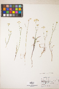 Perideridia gairdneri image
