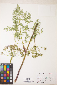 Lomatium multifidum image