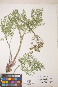 Lomatium multifidum image