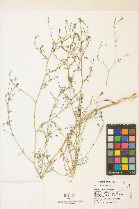 Epilobium brachycarpum image