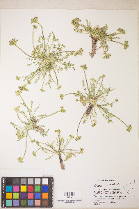 Musineon divaricatum image