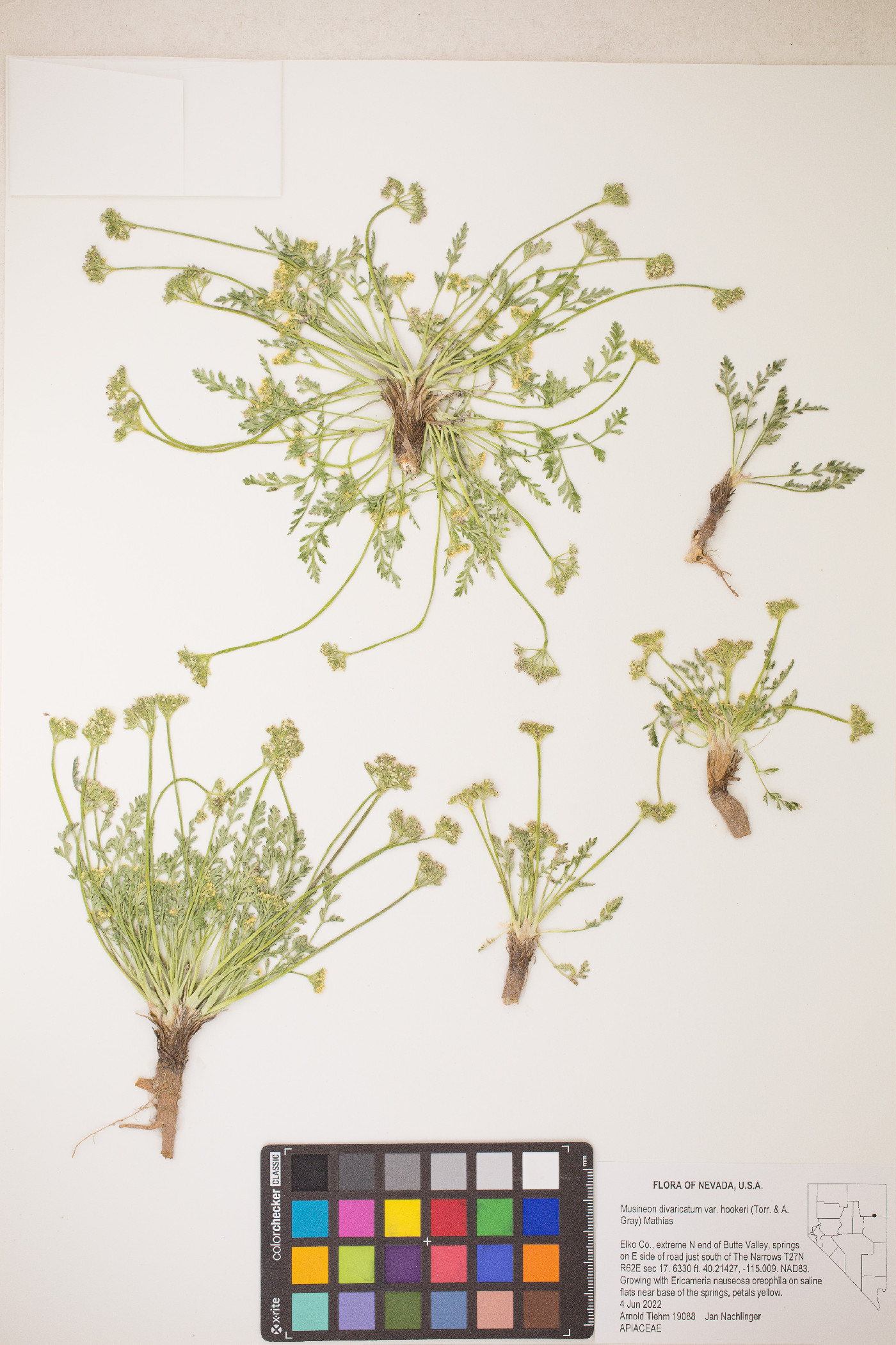 Musineon divaricatum var. hookeri image