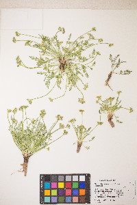 Musineon divaricatum image