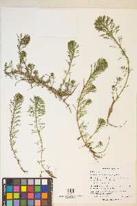 Myriophyllum aquaticum image