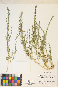 Epilobium torreyi image