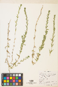 Epilobium campestre image