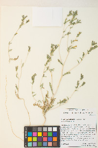 Mentzelia albicaulis image