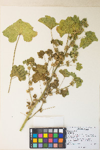 Malva parviflora image