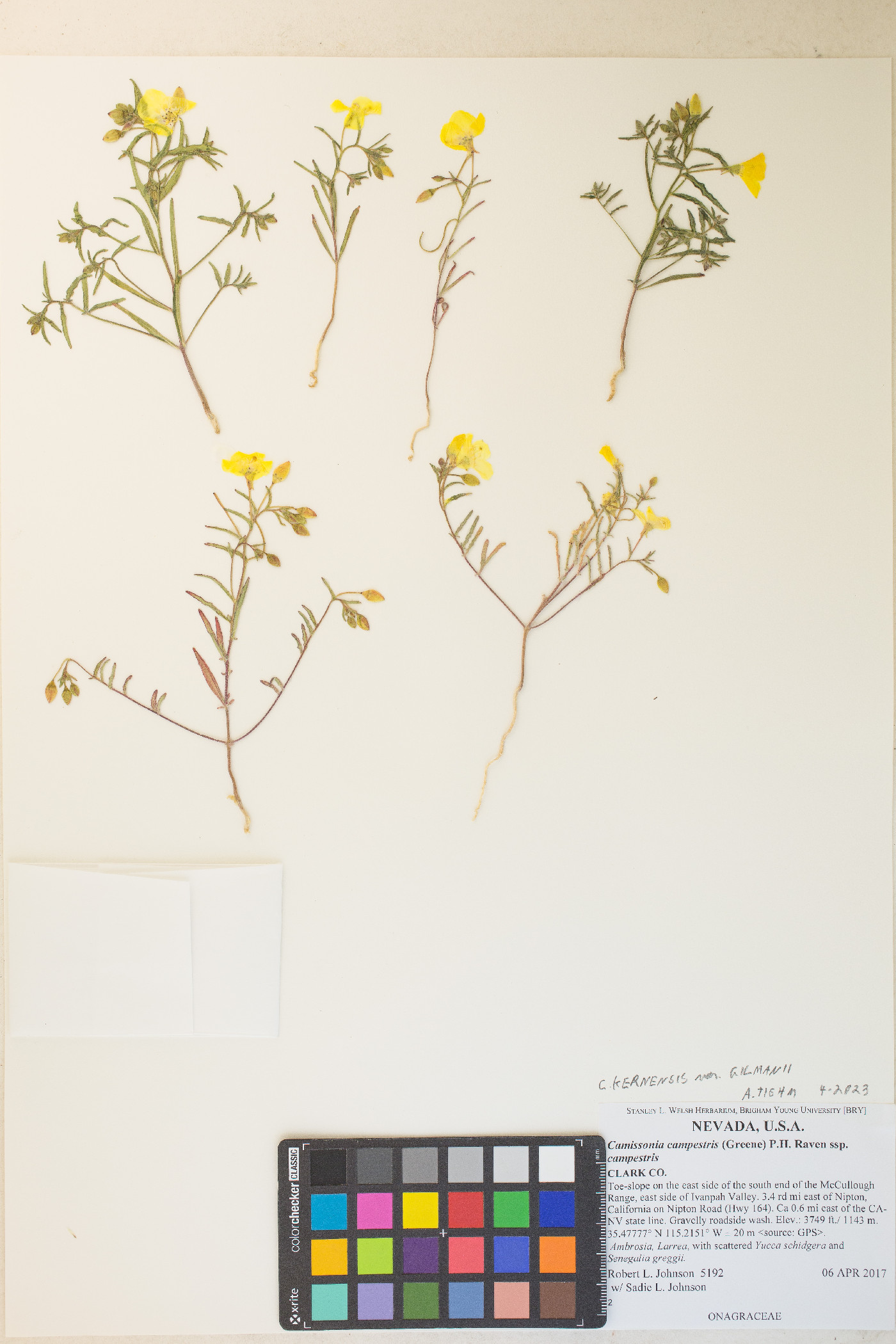 Camissonia kernensis var. gilmanii image