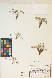 Cymopterus cinerarius image