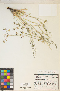 Pteryxia petraea image