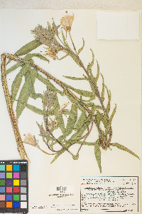 Oenothera elata image