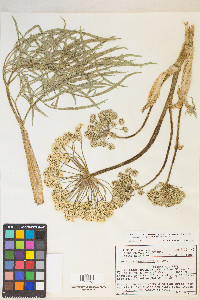 Angelica lineariloba image