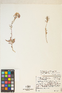 Eremothera boothii var. desertorum image