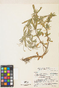 Epilobium ciliatum var. ciliatum image