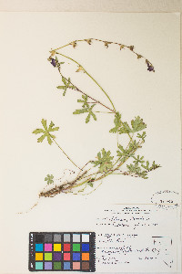 Sidalcea glaucescens image