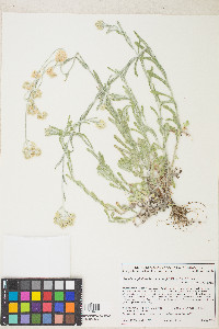 Pseudognaphalium luteoalbum image