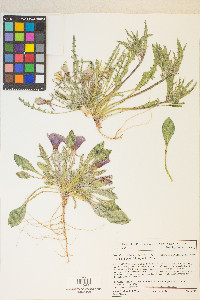 Oenothera deltoides image