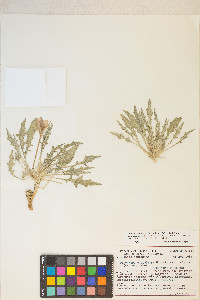 Oenothera cespitosa image