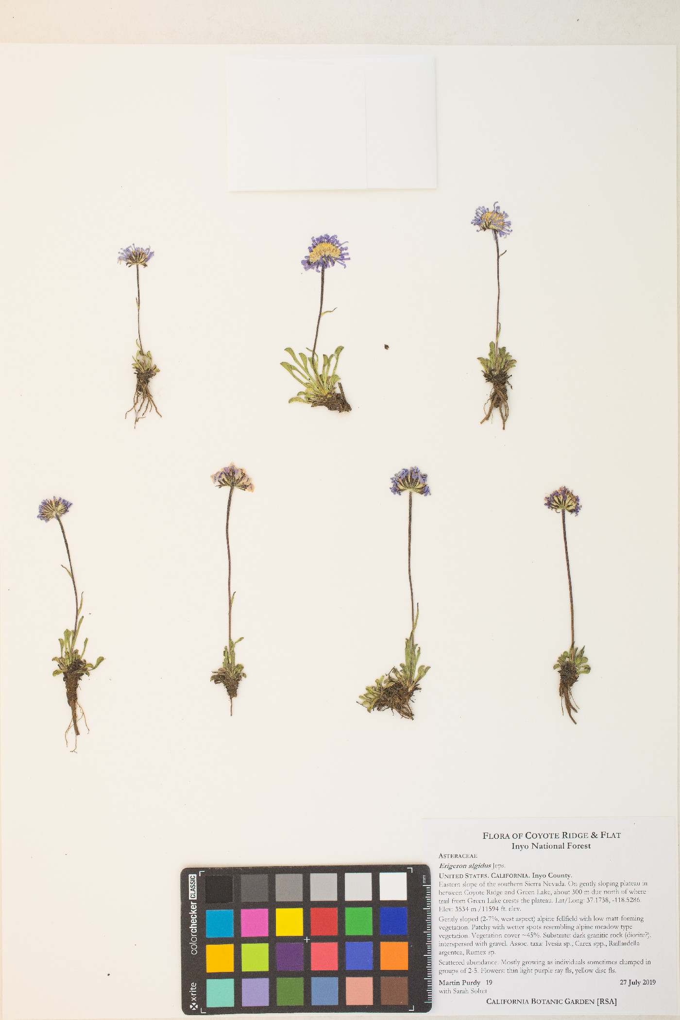 Erigeron algidus image