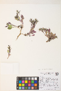Askellia pygmaea var. ramosa image