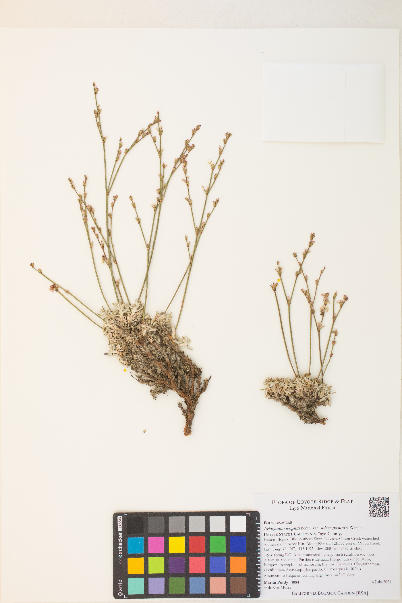 Eriogonum wrightii var. subscaposum image