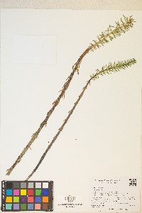 Hippuris vulgaris image