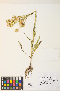 Senecio integerrimus image