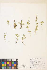 Epilobium anagallidifolium image