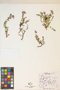 Epilobium obcordatum image