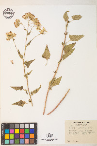 Brickellia grandiflora image