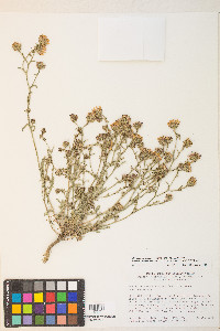 Castilleja applegatei image