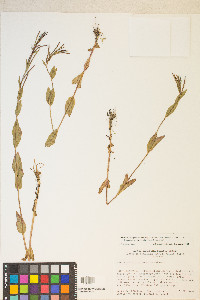 Epilobium saximontanum image