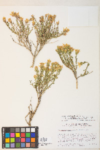 Ericameria suffruticosa image