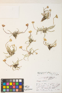 Pyrrocoma apargioides image