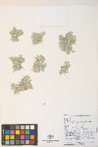 Stylocline psilocarphoides image