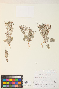 Eriogonum nidularium image