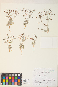 Eriogonum maculatum image