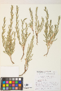 Symphyotrichum campestre image