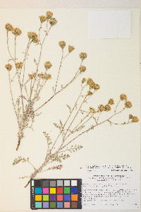 Chaenactis douglasii image