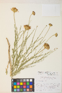 Adenophyllum cooperi image