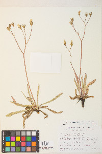 Crepis runcinata subsp. hallii image