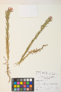 Castilleja minor var. exilis image