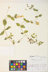 Erythranthe tilingii image