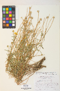 Heliomeris multiflora var. nevadensis image