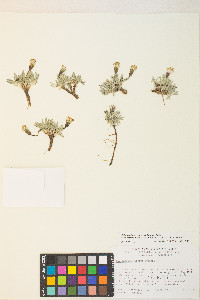 Raillardella argentea image