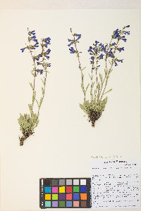 Penstemon humilis image